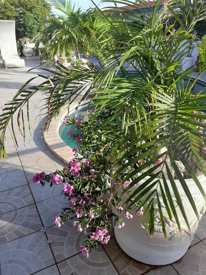 Palmita Hotel Hostel Oranjestad Eksteriør billede